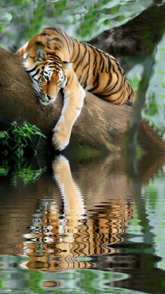 Tiger-13032310241