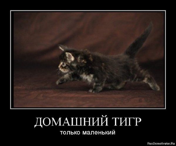 Домашний тигр