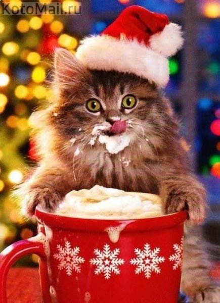 Новогодний кот. (5)