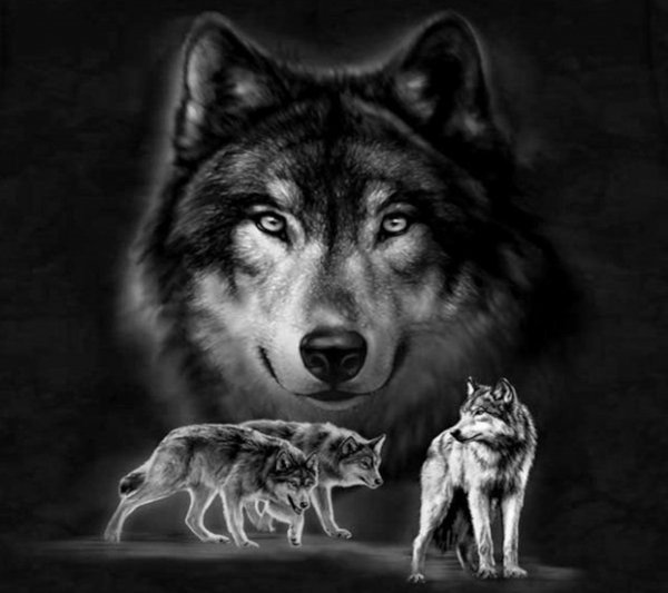 Beautiful Wolfs-wallpaper-10847146