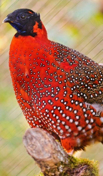 Трагопан-сатир