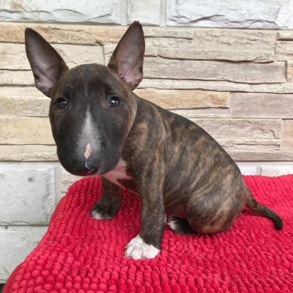 Маленький булочка