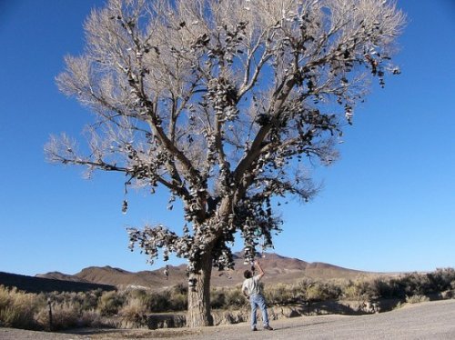 nevada-shoe-tree-2