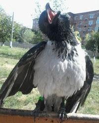 Серая ворона (рассказывает орнитолог)