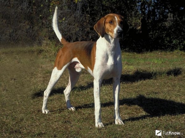 Американский фоксхаунд (2)