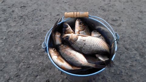 Рыба, улов, неожиданно