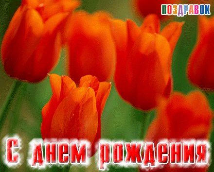 kartinka-s-dnem-rozhdeniya-tyulpany