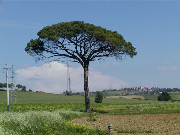 Пиния (Сосна пиния, Сосна итальянская, Pinus pinea)