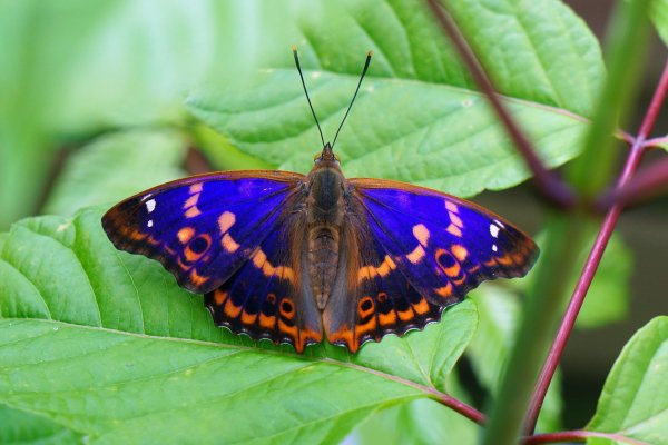 Радужница Шренка