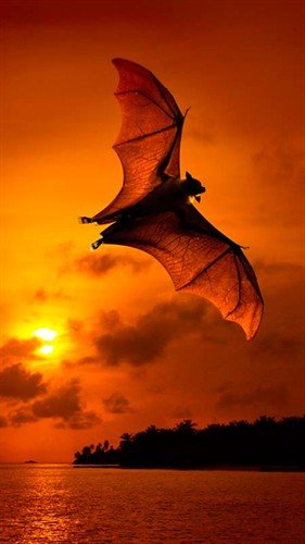 file_53135689