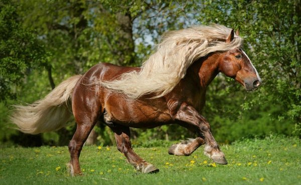 Шварцвальдская лошадь