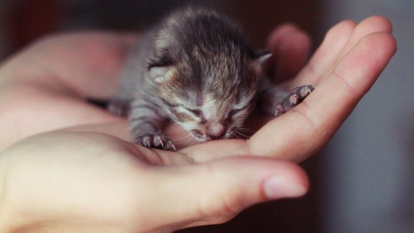 Про маленьких котят (Copy)