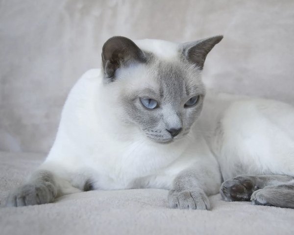 Тонкинская. (5)