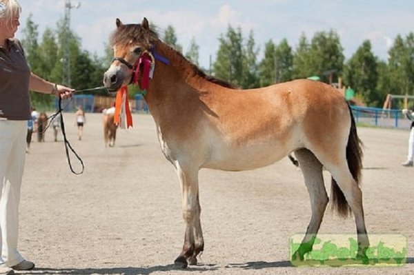 Готландский пони (2)