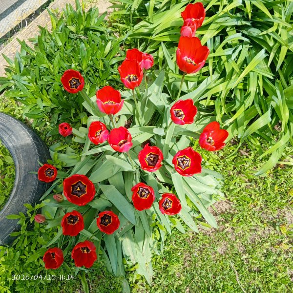 IMG 20260425 112422 013