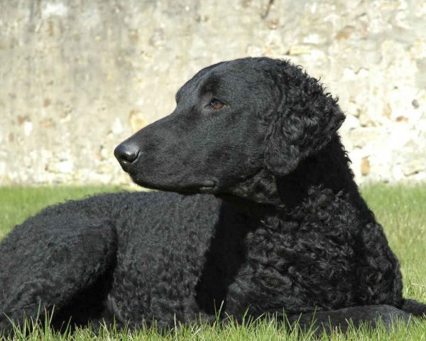 Курчавошерстный ретривер (3)