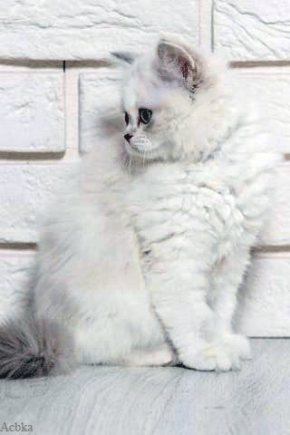file_77560525