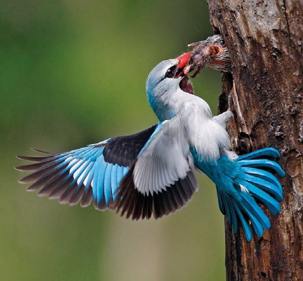 СЕНЕГАЛЬСКАЯ АЛЬЦИОНА