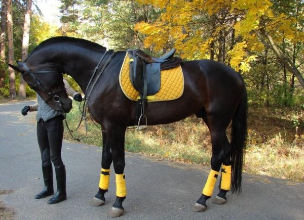 Лошадь Русский рысак