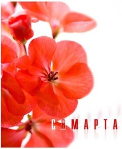 8 marta 35
