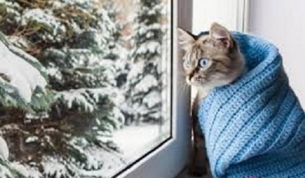 Зимние коты (26)