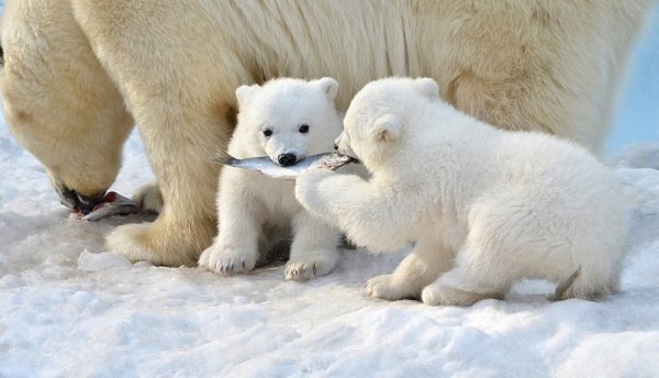 file_96392852