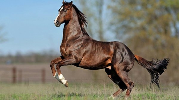 Чистокровная английская верховая лошадь