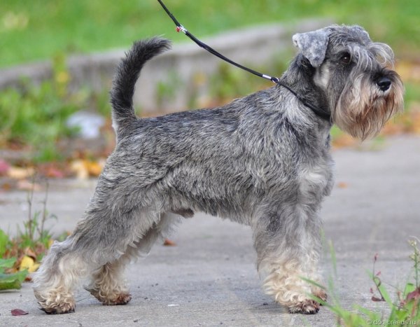 Миттельшнауцер