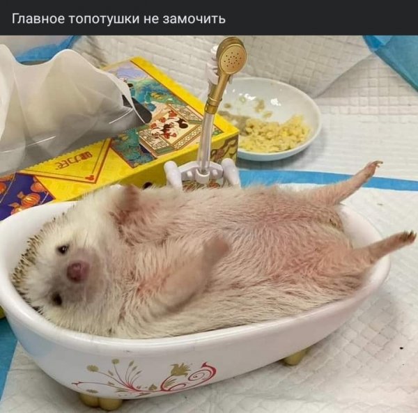 Главное топотушки