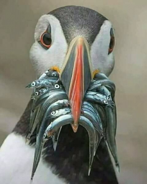 FB IMG 15057491806400117