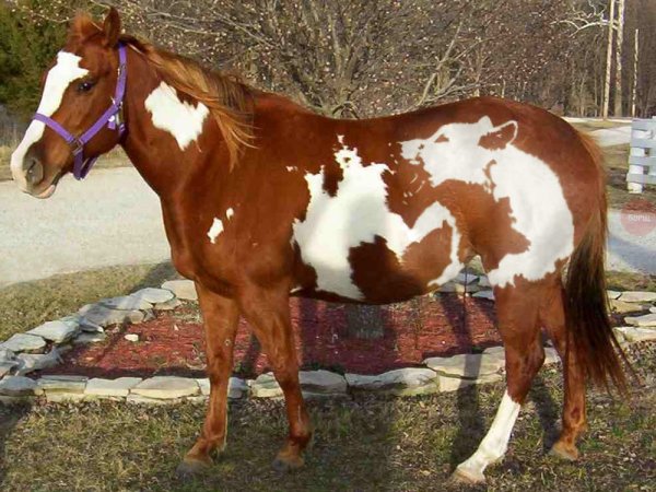 лошадь