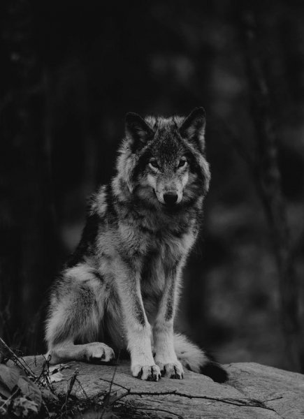 3bc27f340e34cca79759a3180a4577c1