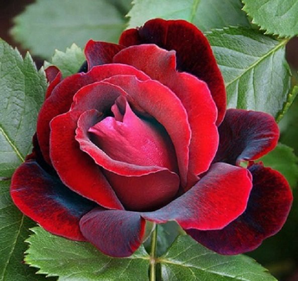 Красная РОЗА. 5с.