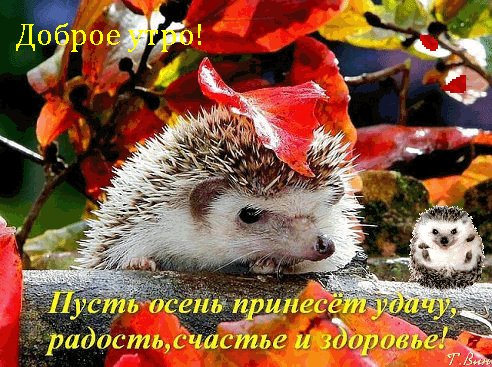 Анимированная открытка доброе осеннее