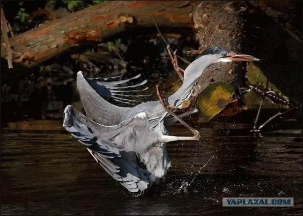 Цапля серая