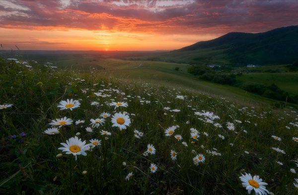 pavel-silinenko-priroda-peizazh-gory-luga-leto-tsvety-romash