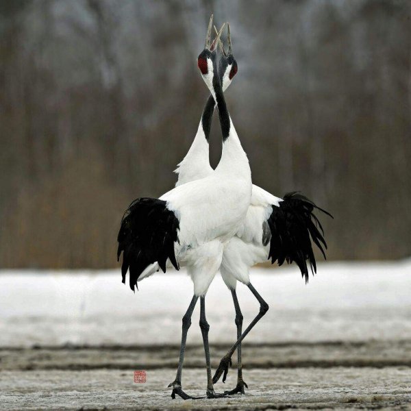 Журавли японские