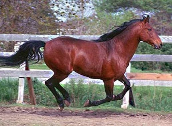 Кливлендская гнедая (3)