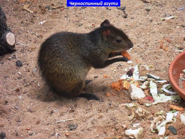 Агути черноспинный