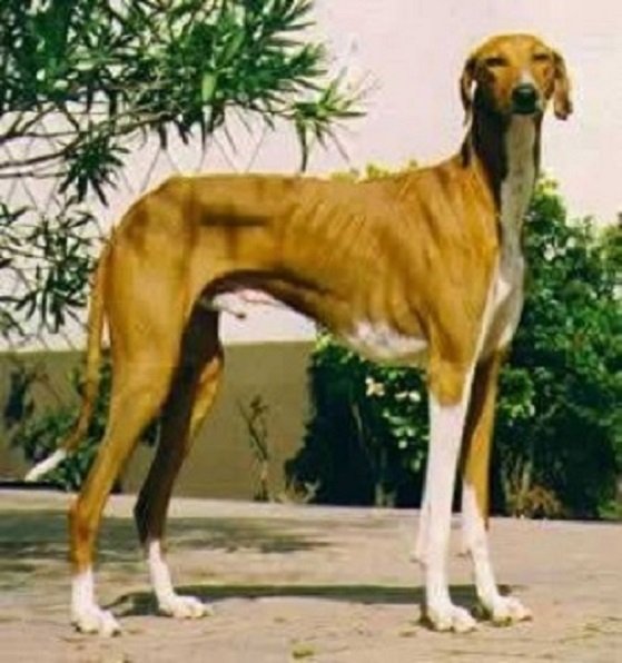 Азавак африканская борзая (4)