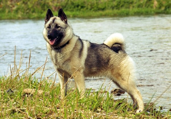 Норвежский элкхаунд