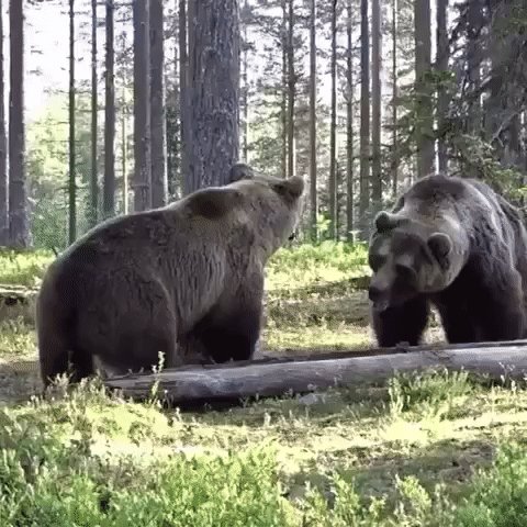 Бой двух медведей