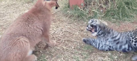 Ассорти-милота)