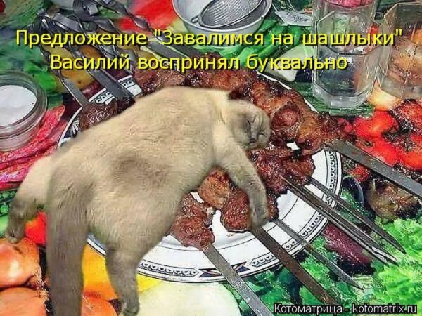 kotomatpicy-zabavnye-kartinki-smeshnye-kartinki-fo