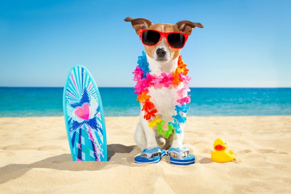 Shutterstock 436915879