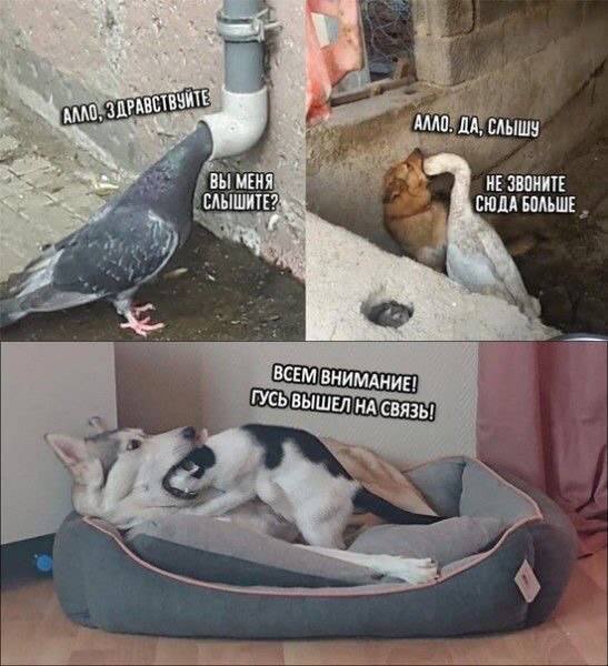 Алло - алло !