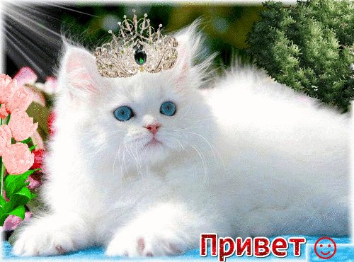 Анимированная открытка привет большинство