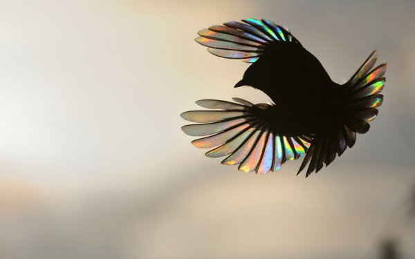 Birds of Many Feathers 5