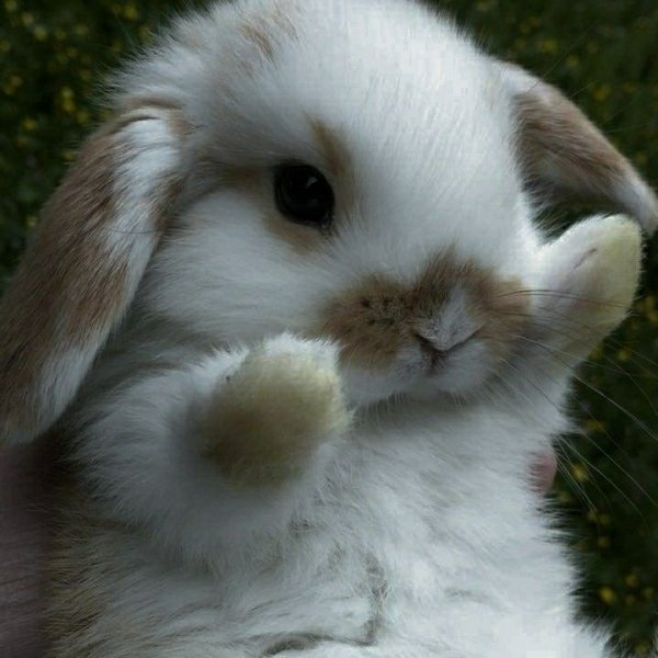 97ea562fe6c3e6106ba742b23a9caeef