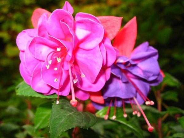 image 94